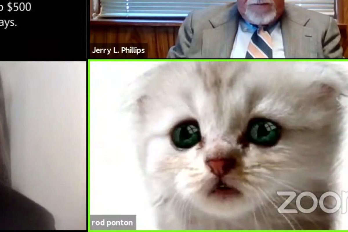 Коты и книги