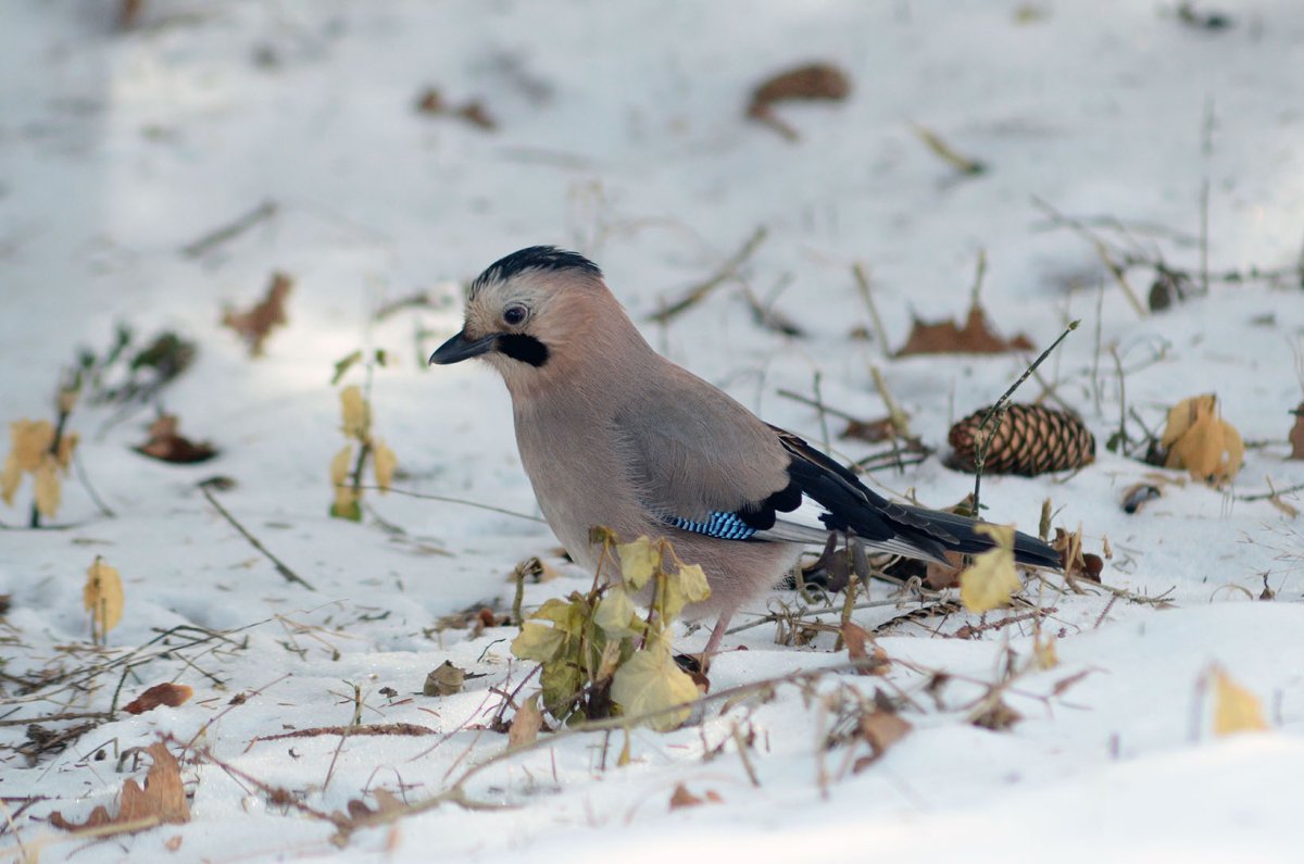 Птицы в парке Кисловодска