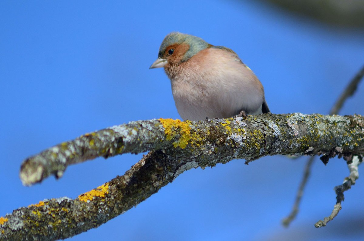 Птицы национального парка Кисловодска