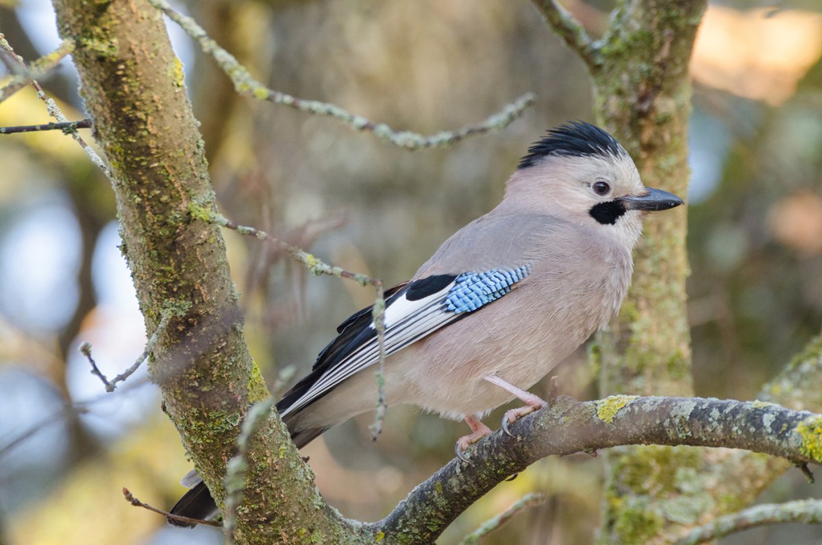 Сойки птицы в Кисловодске