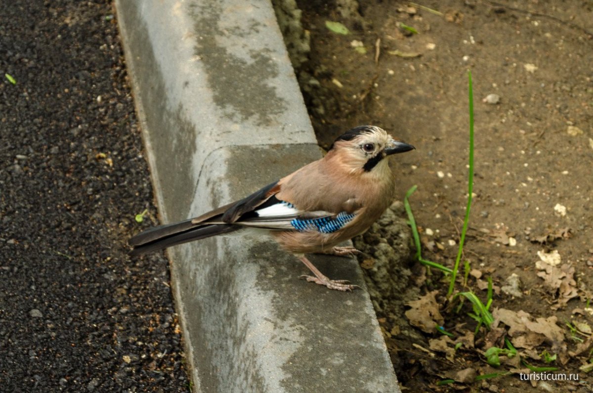 Птицы лесопарков