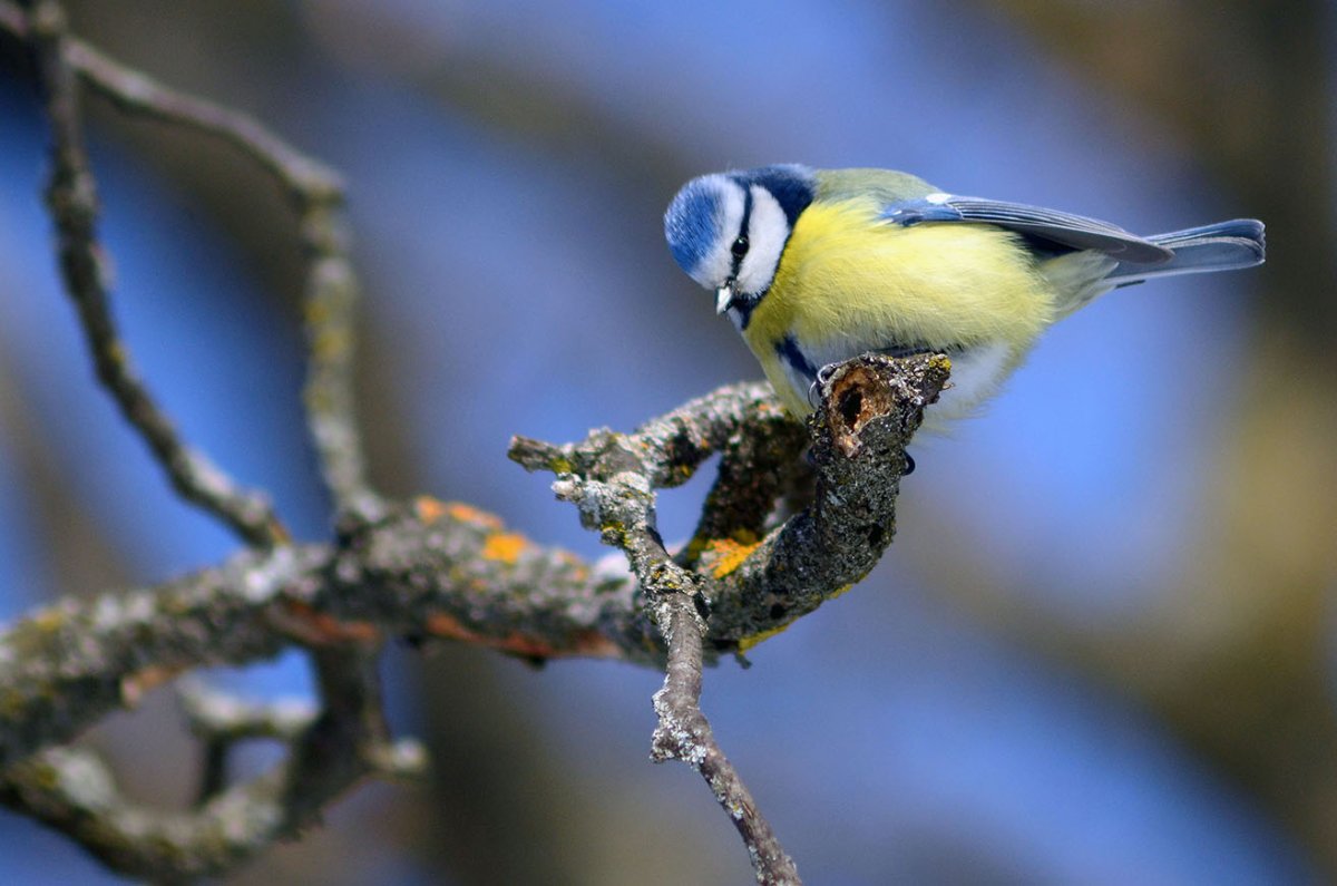 Птицы Кисловодска