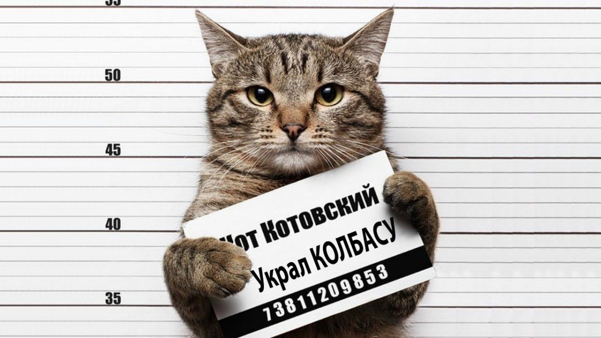 Котик в галстуке
