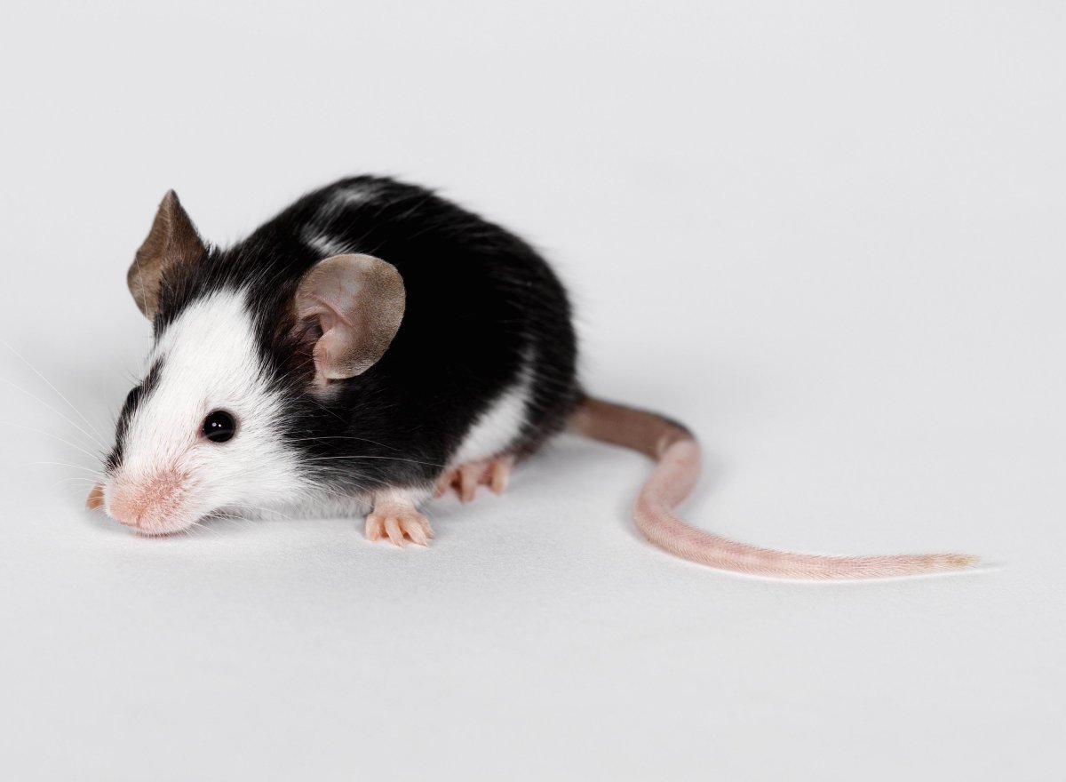 Декоративная Толстоиглая крыса Дамбо