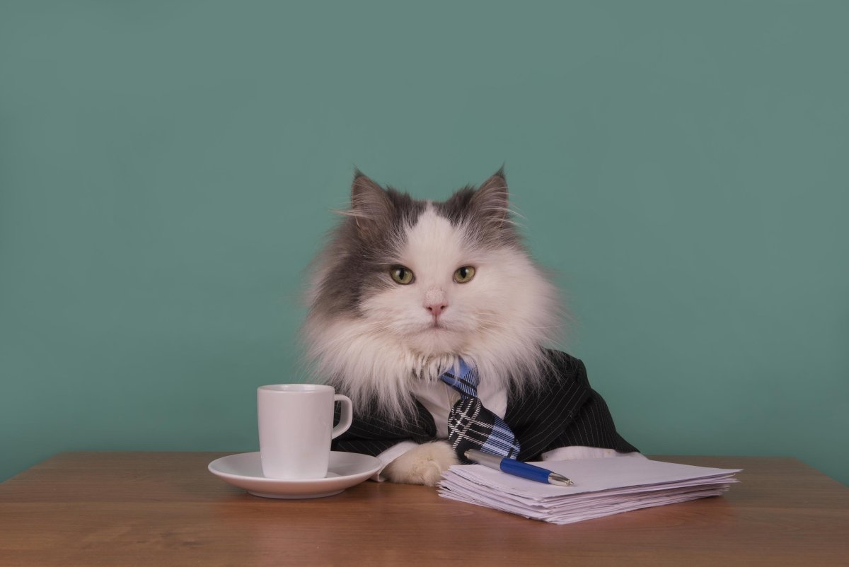 Кот адвокат