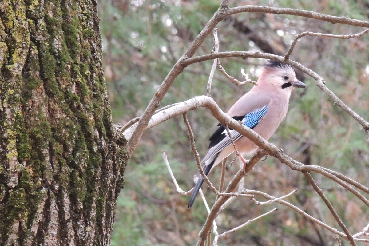 Парк птиц Адлер
