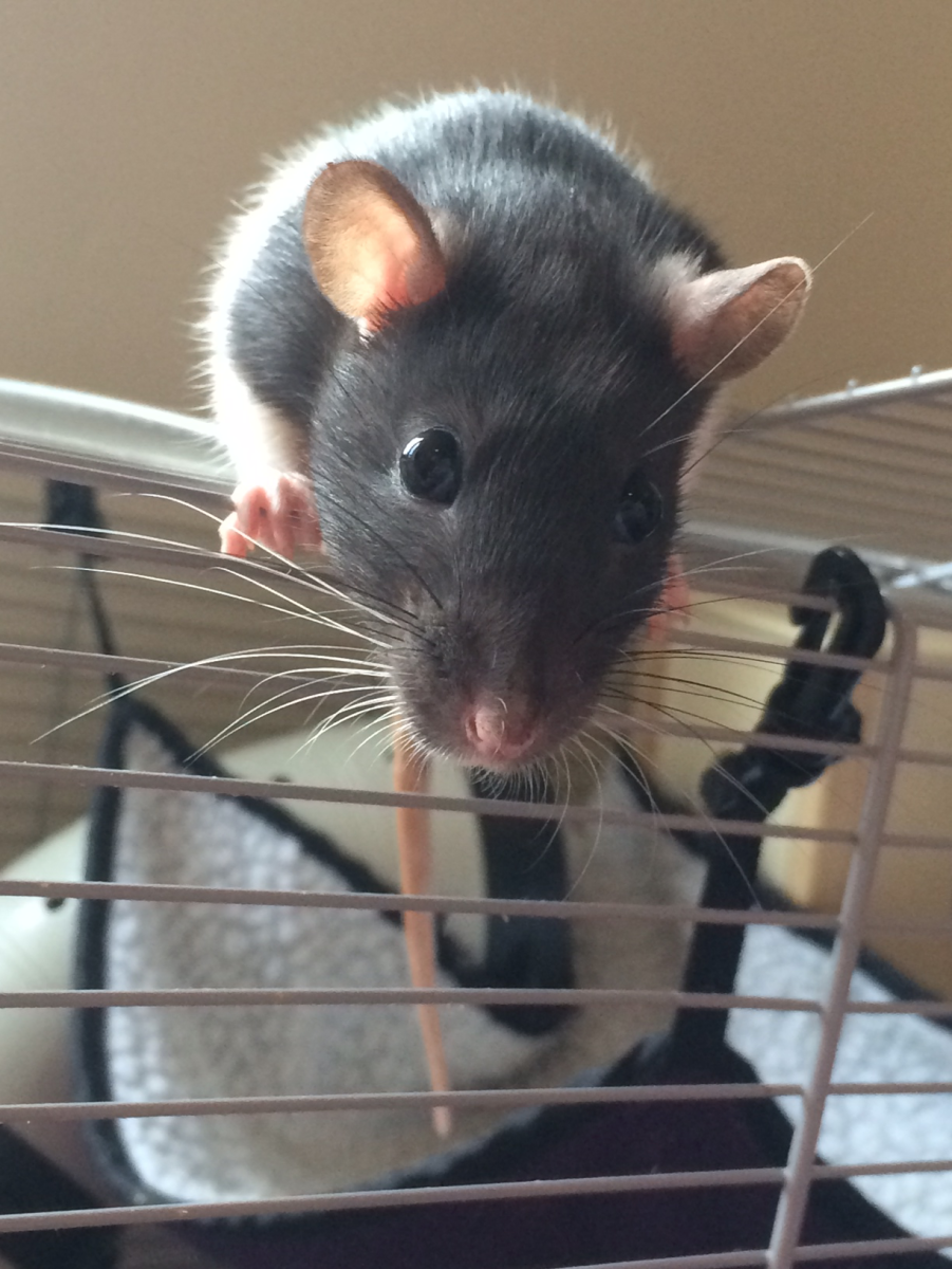 Домашняя крыса Пасюк