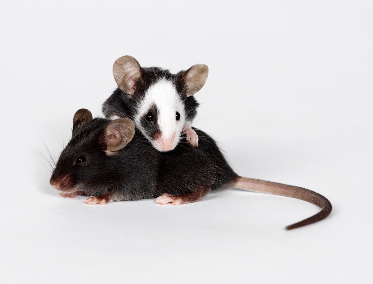 Мышь хвостатая