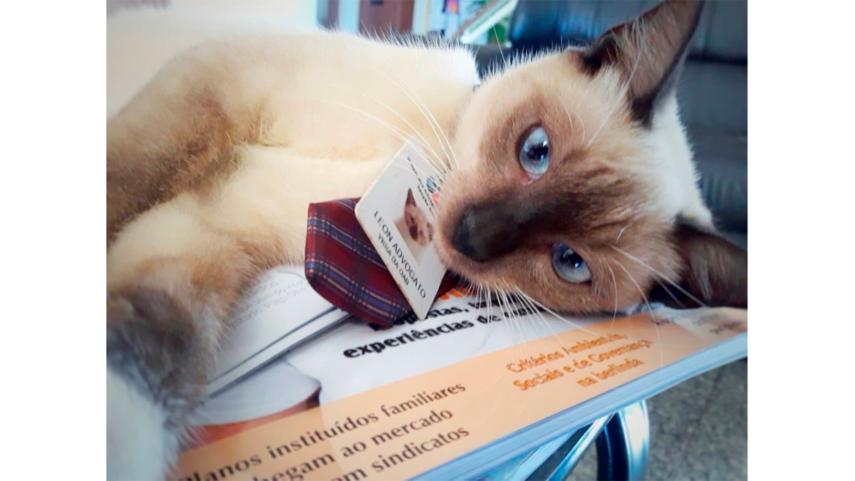 Кошка с деньгами