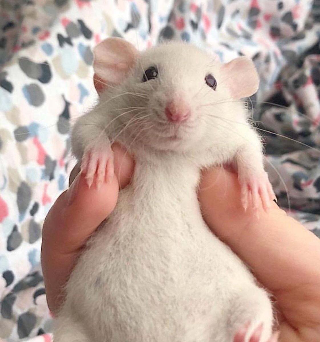 Крыса Дамбо рекс голубая