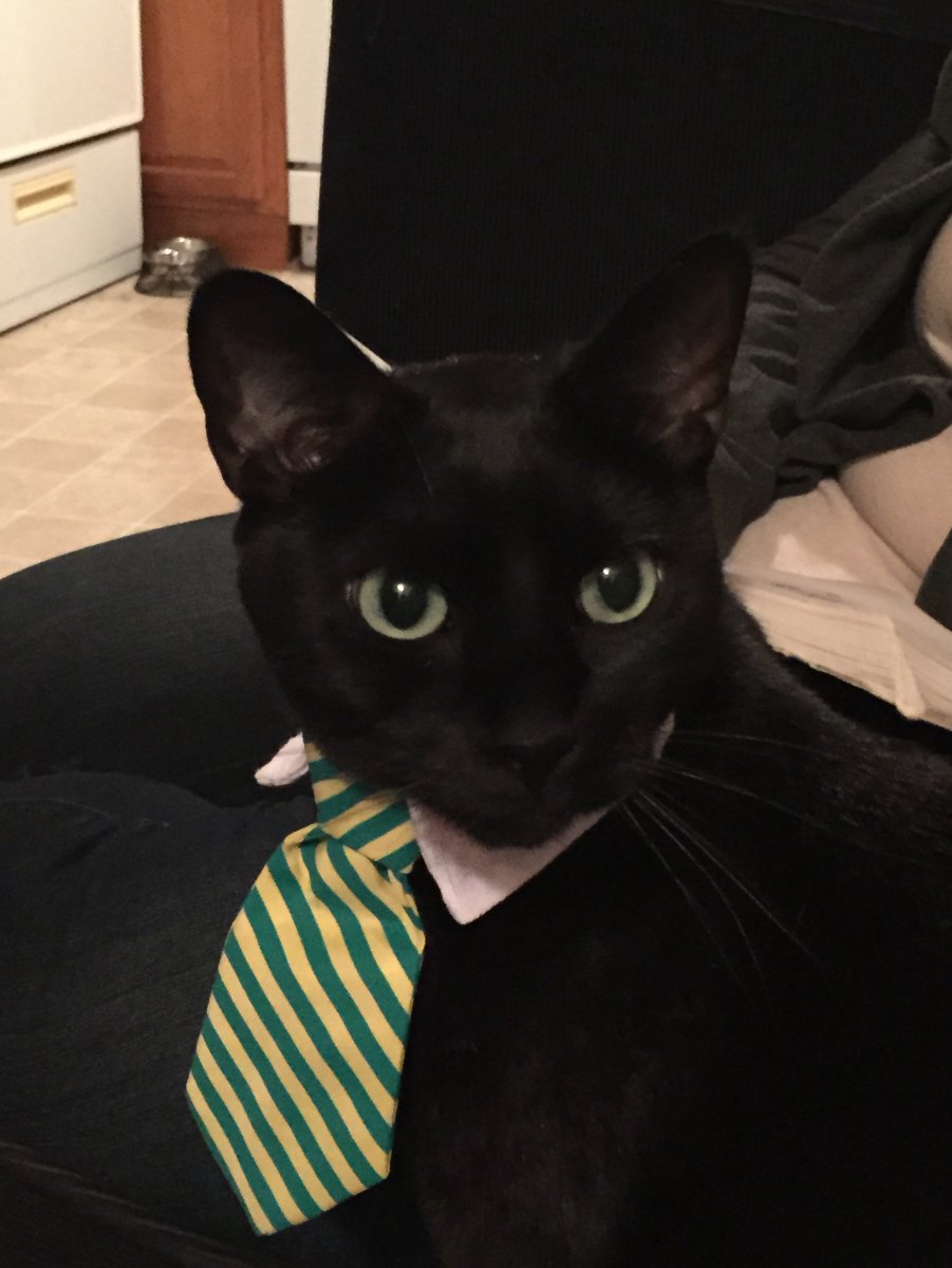 Кошка в парике с косичками