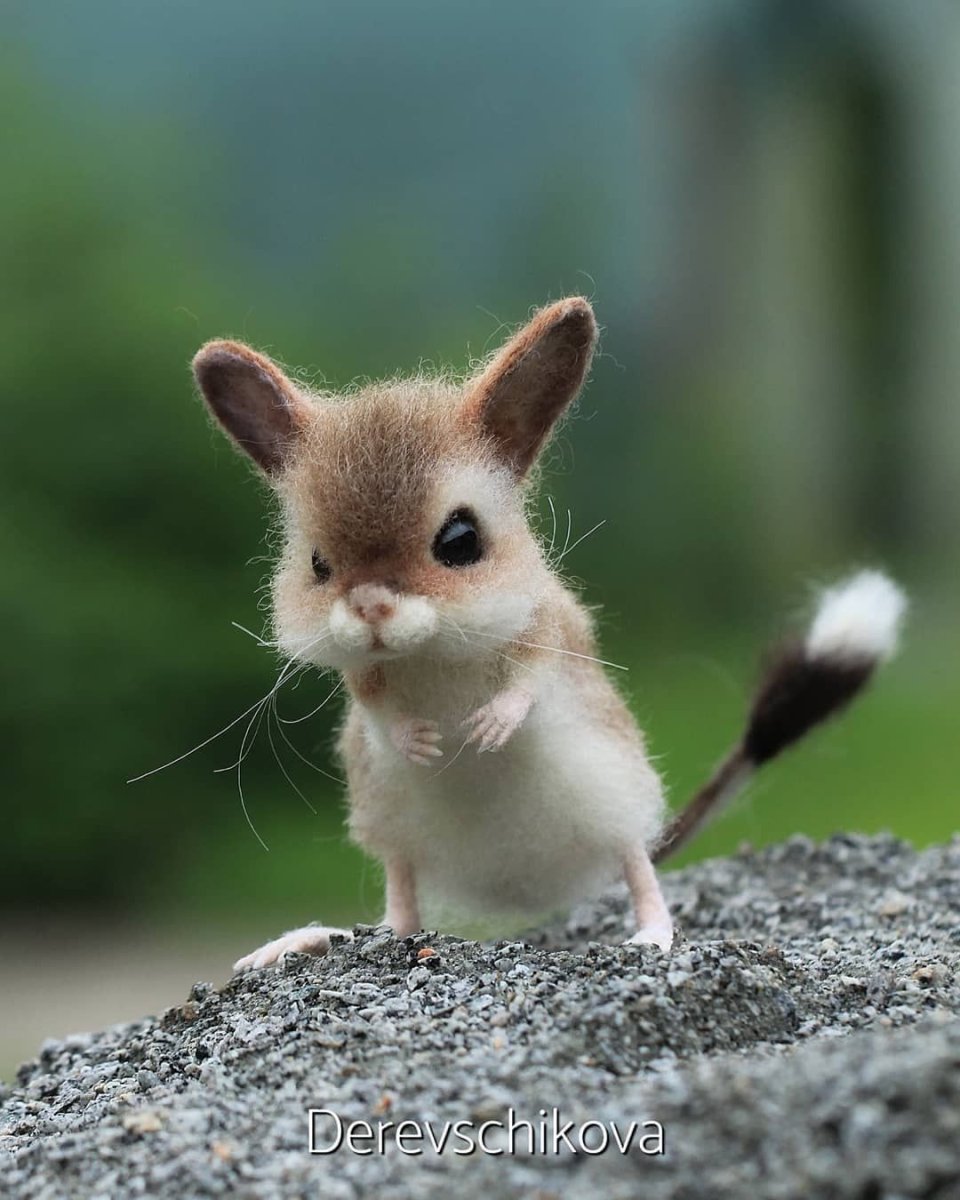 Ласка (Mustela nivalis)