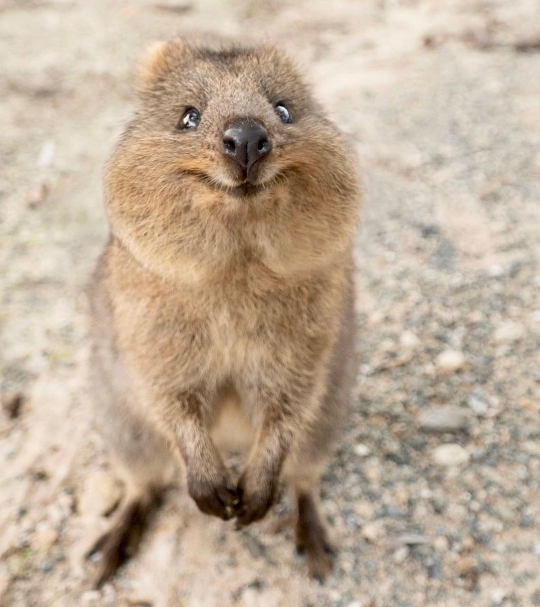 Маленькие кенгуру Квокка