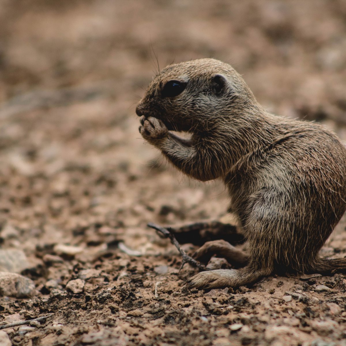 Квокка (короткохвостый кенгуру)
