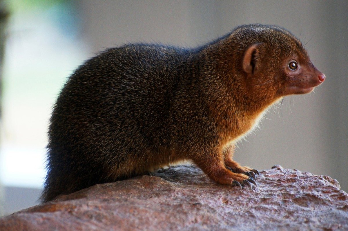 Коричневый грызун