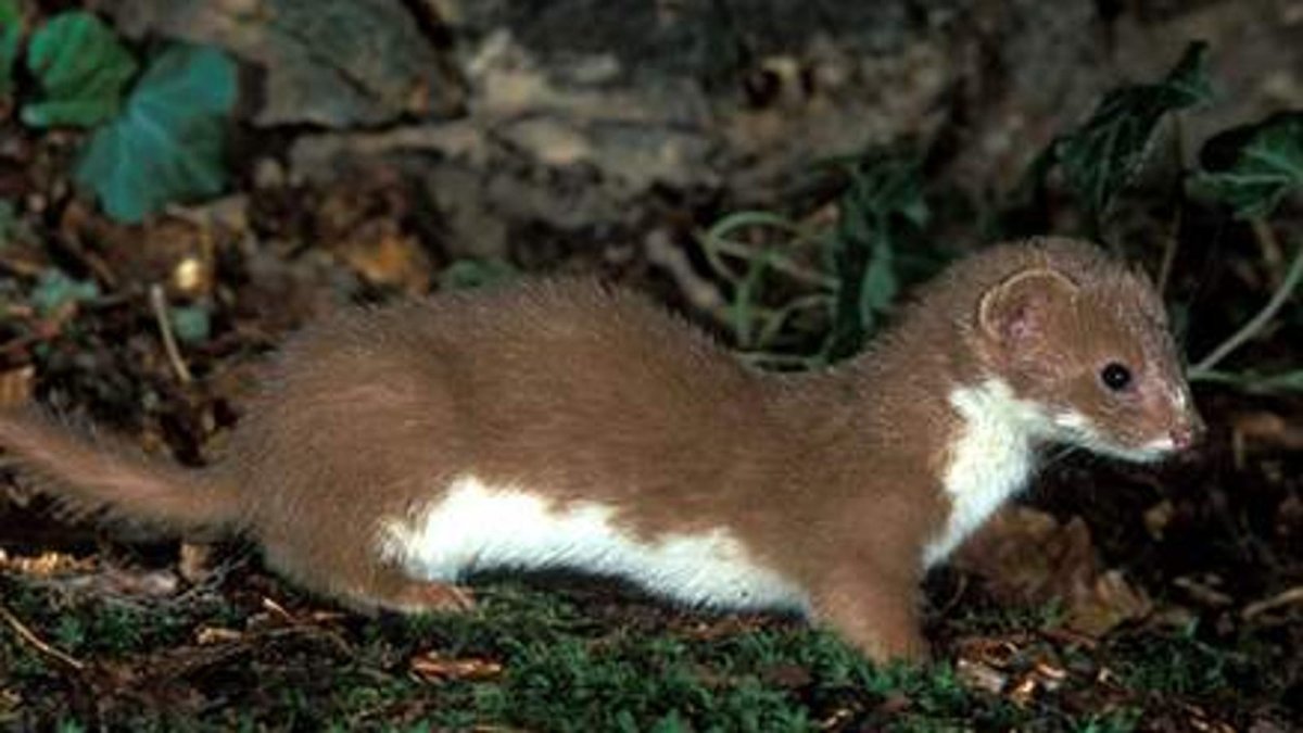 Китайская собачка грызун вредитель