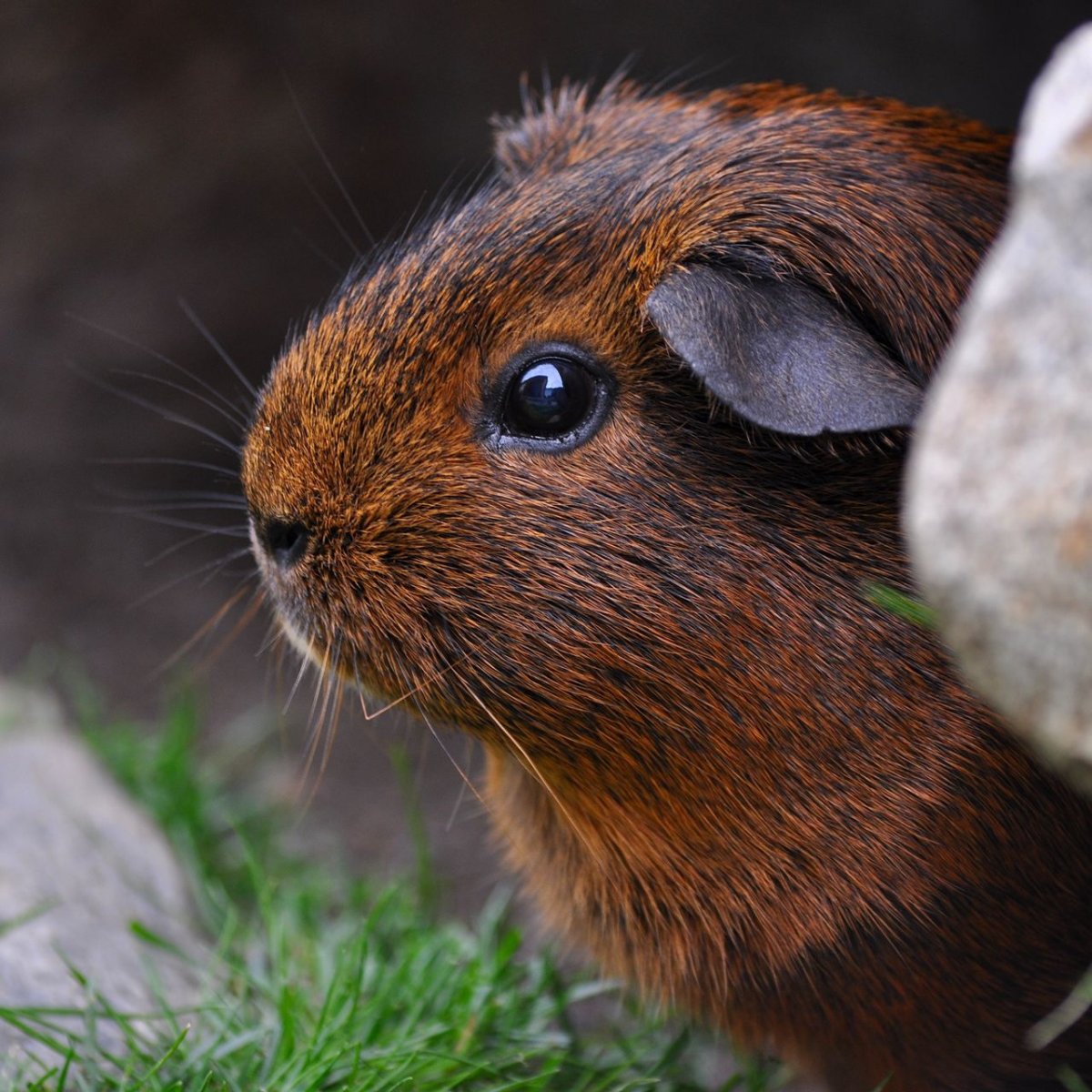 Звери средней полосы