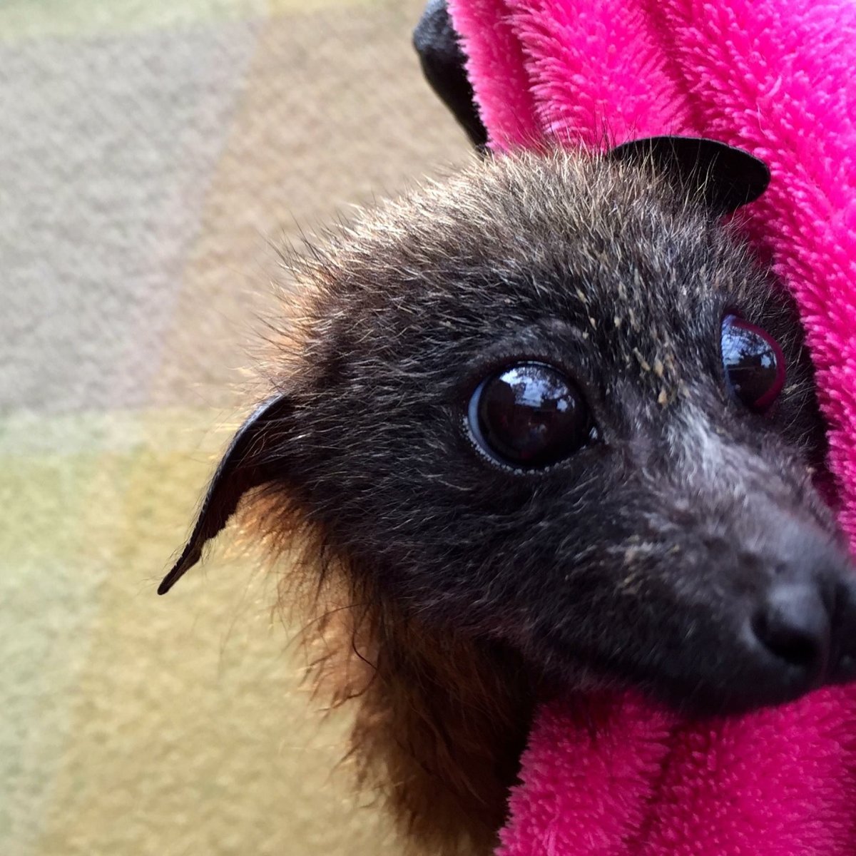 Летучие лисицы милые