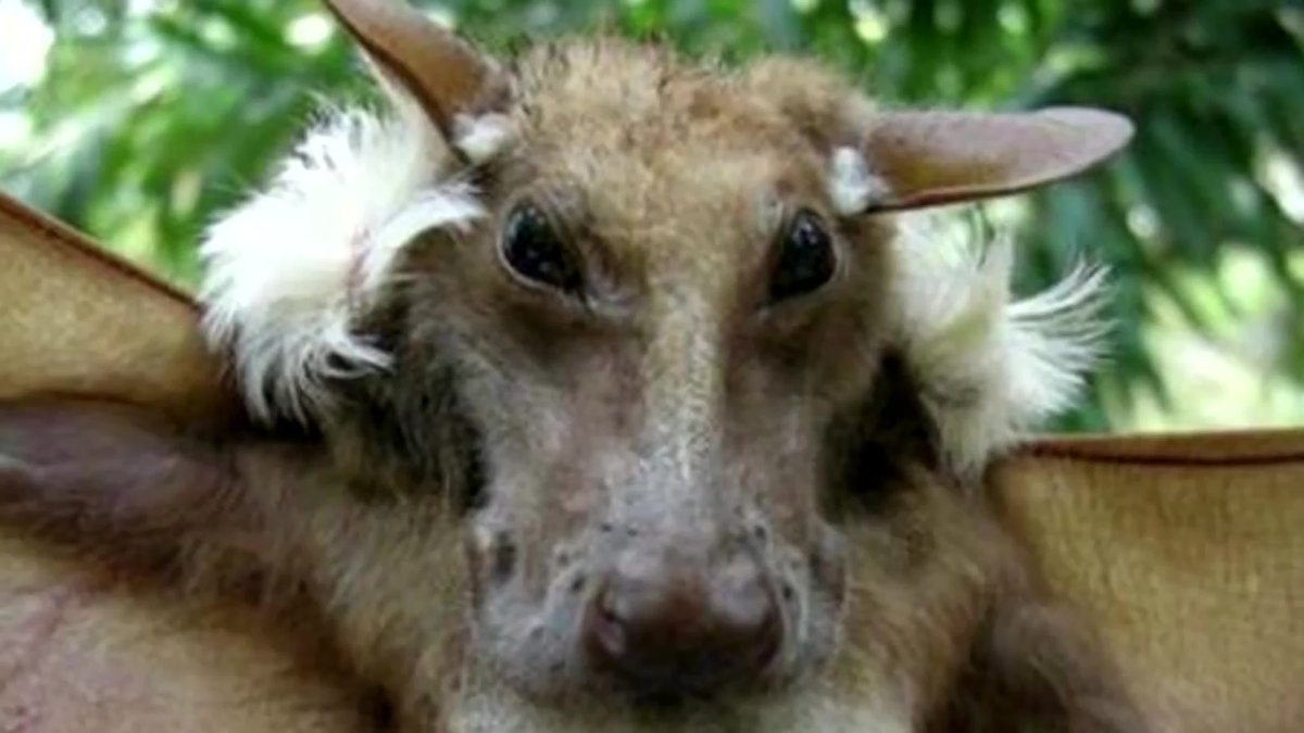 Летучая мышь Молотоголовый крылан