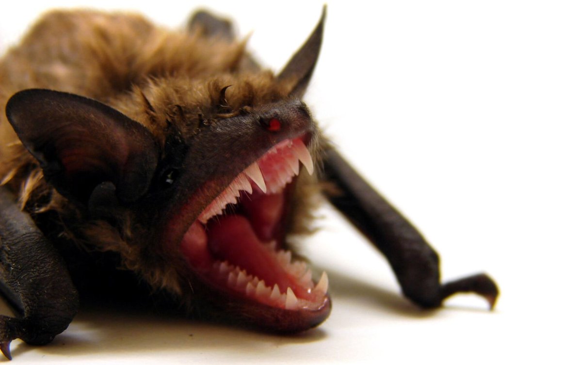 Летучие мыши вампиры bbc