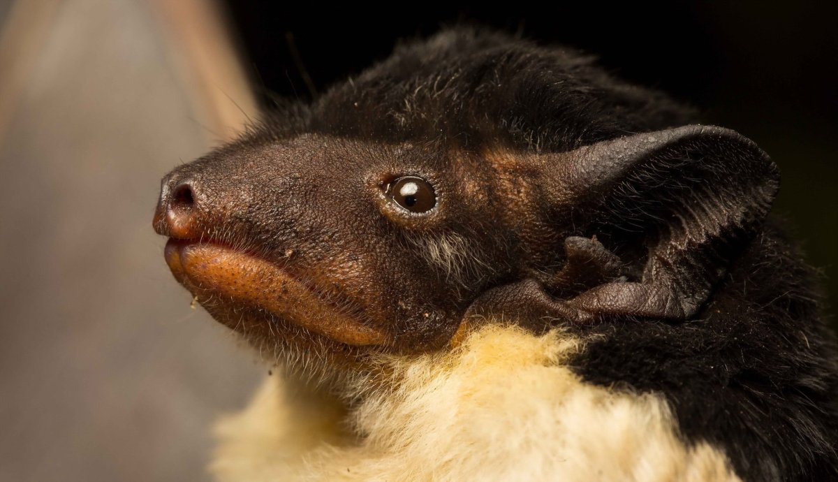 Трубконосые крыланы