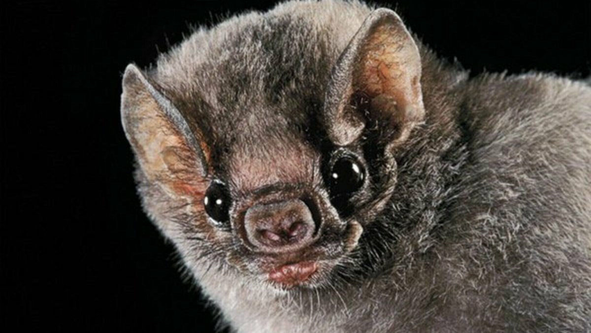 Десмодовые летучие мыши