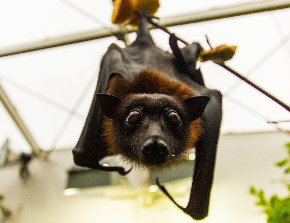 Карликовый крылан