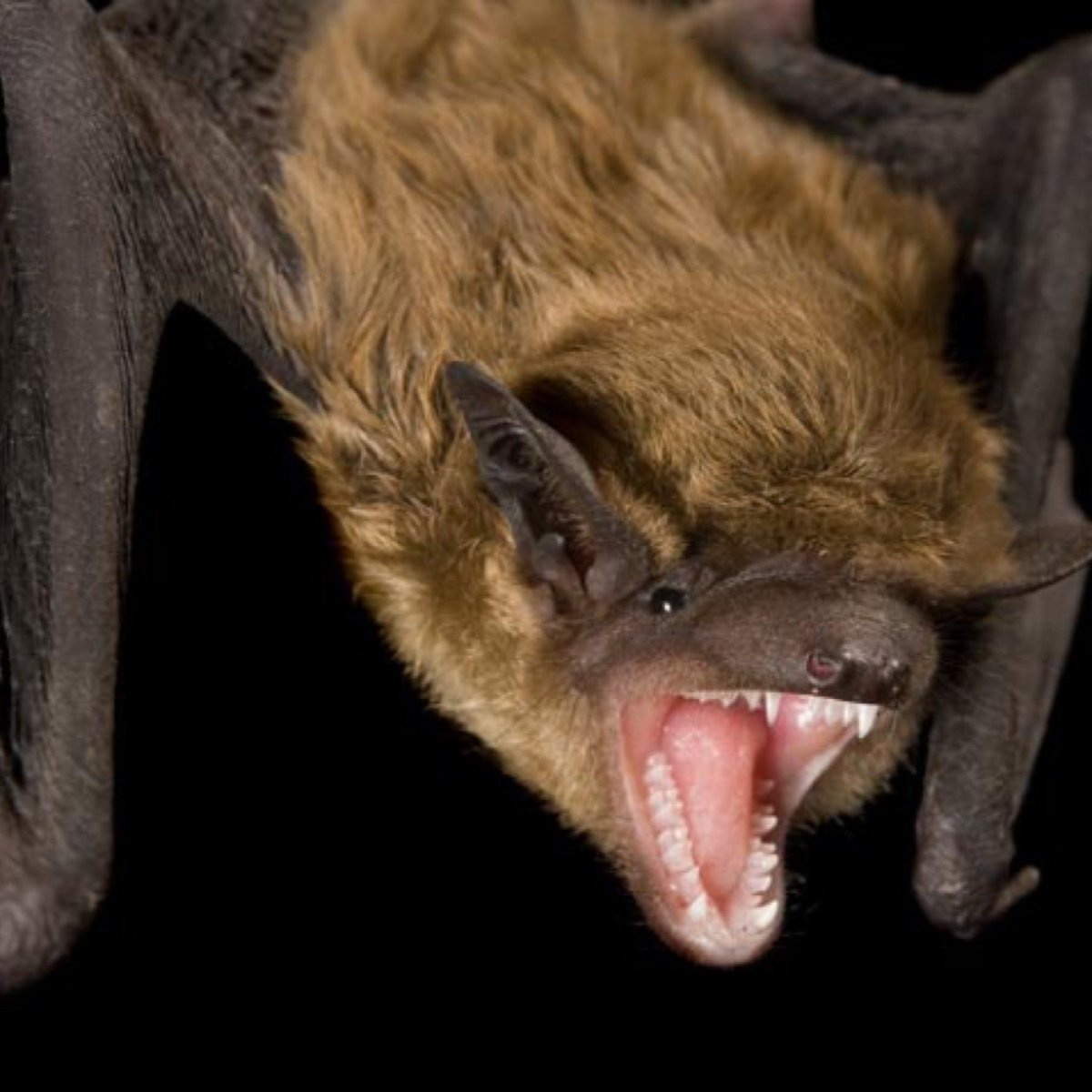 Самая страшная летучая мышь