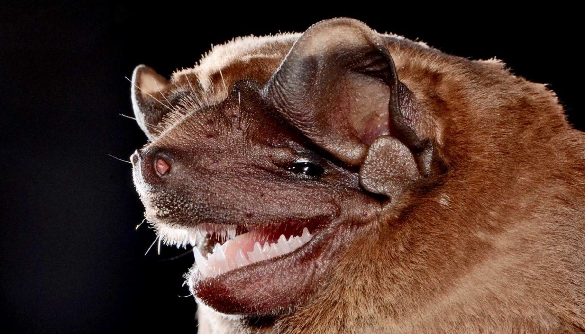 Бульдоговая летучая мышь