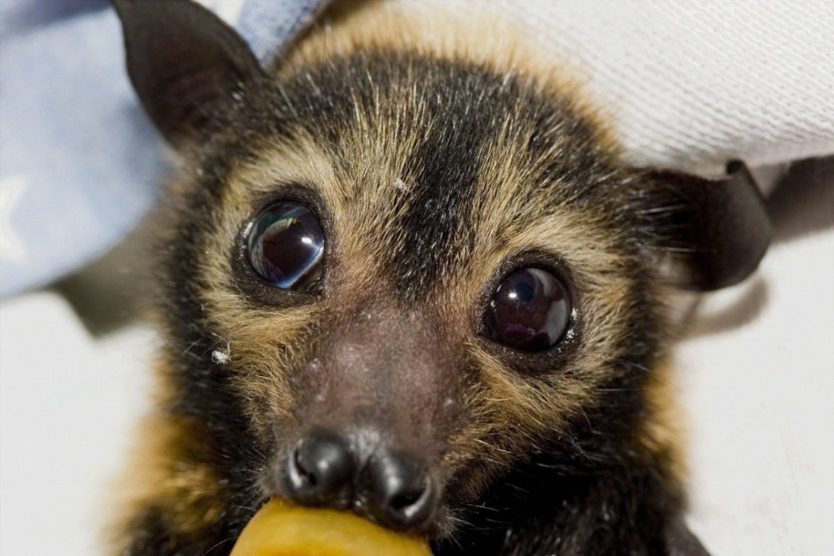 Летучие лисицы глаза