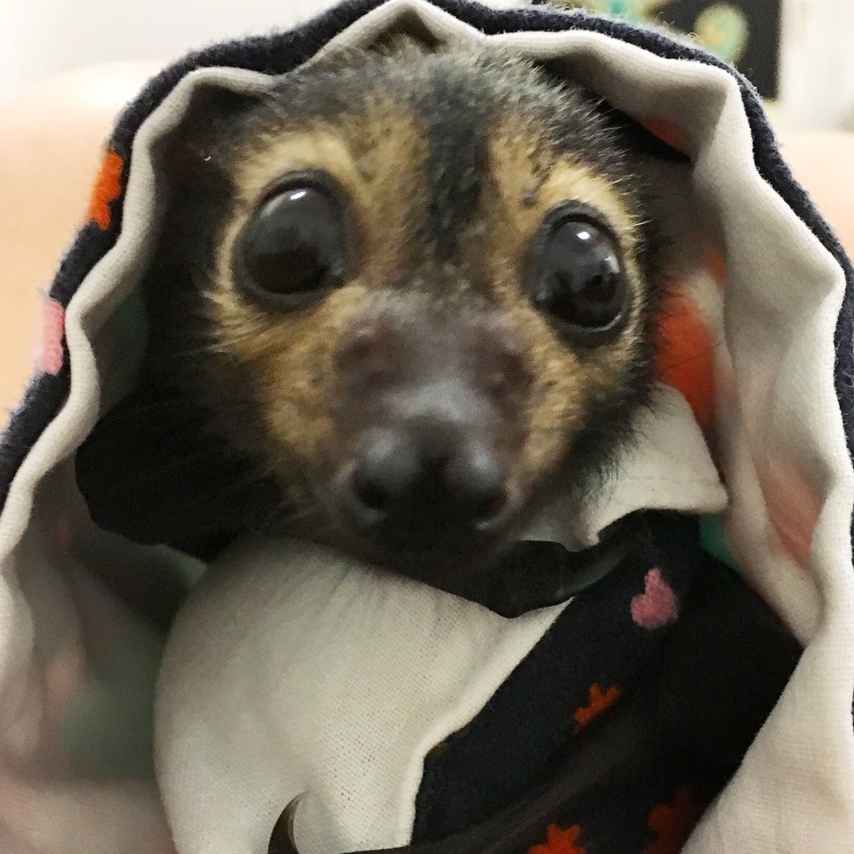 Милые летучие собаки