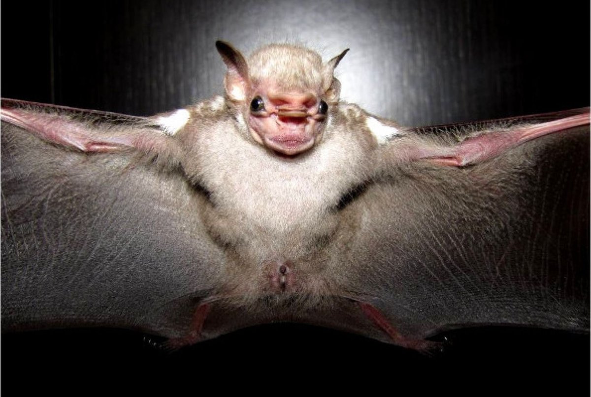 Складчатомордый листонос