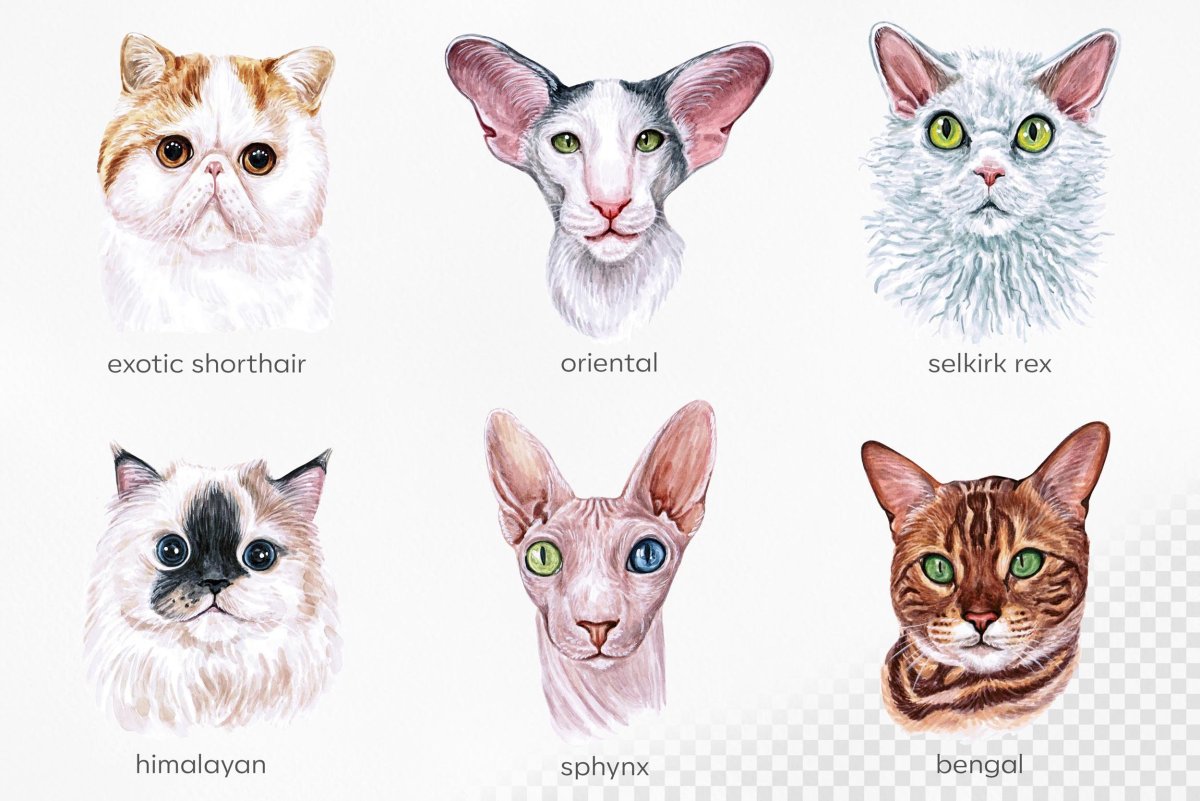 Рисунок кошка разные породы