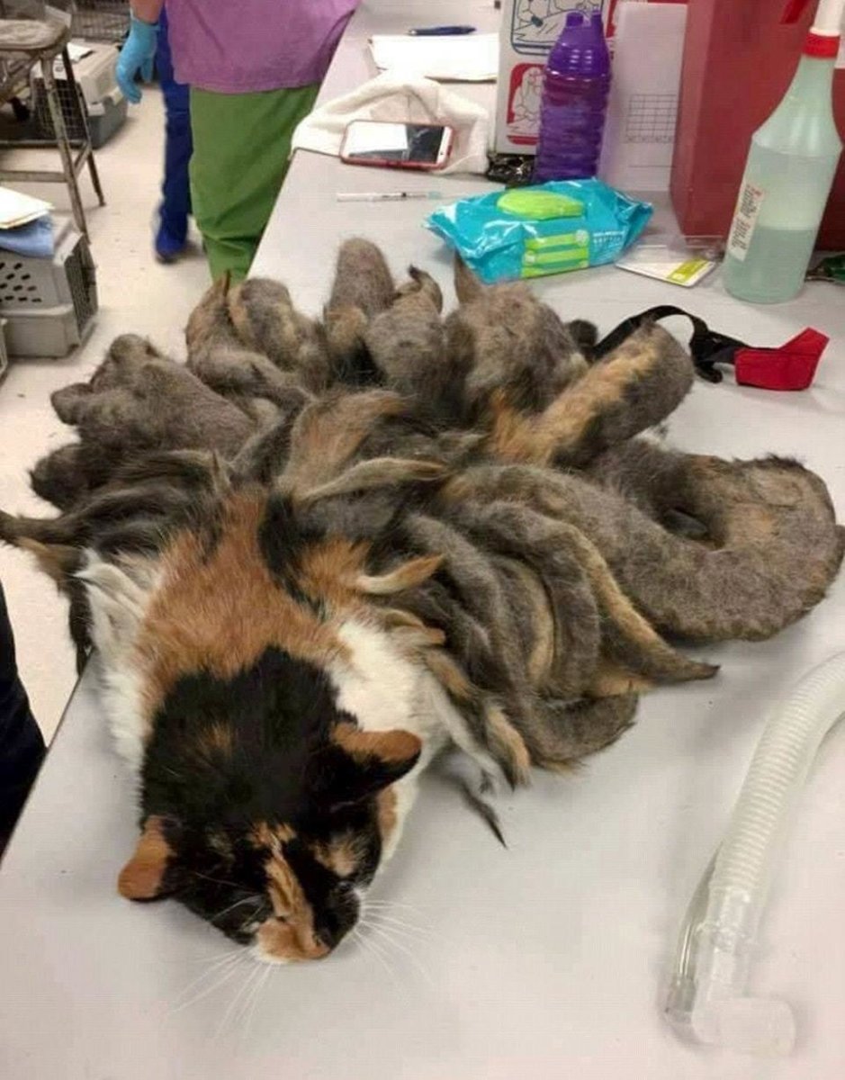 Шерсть кошки