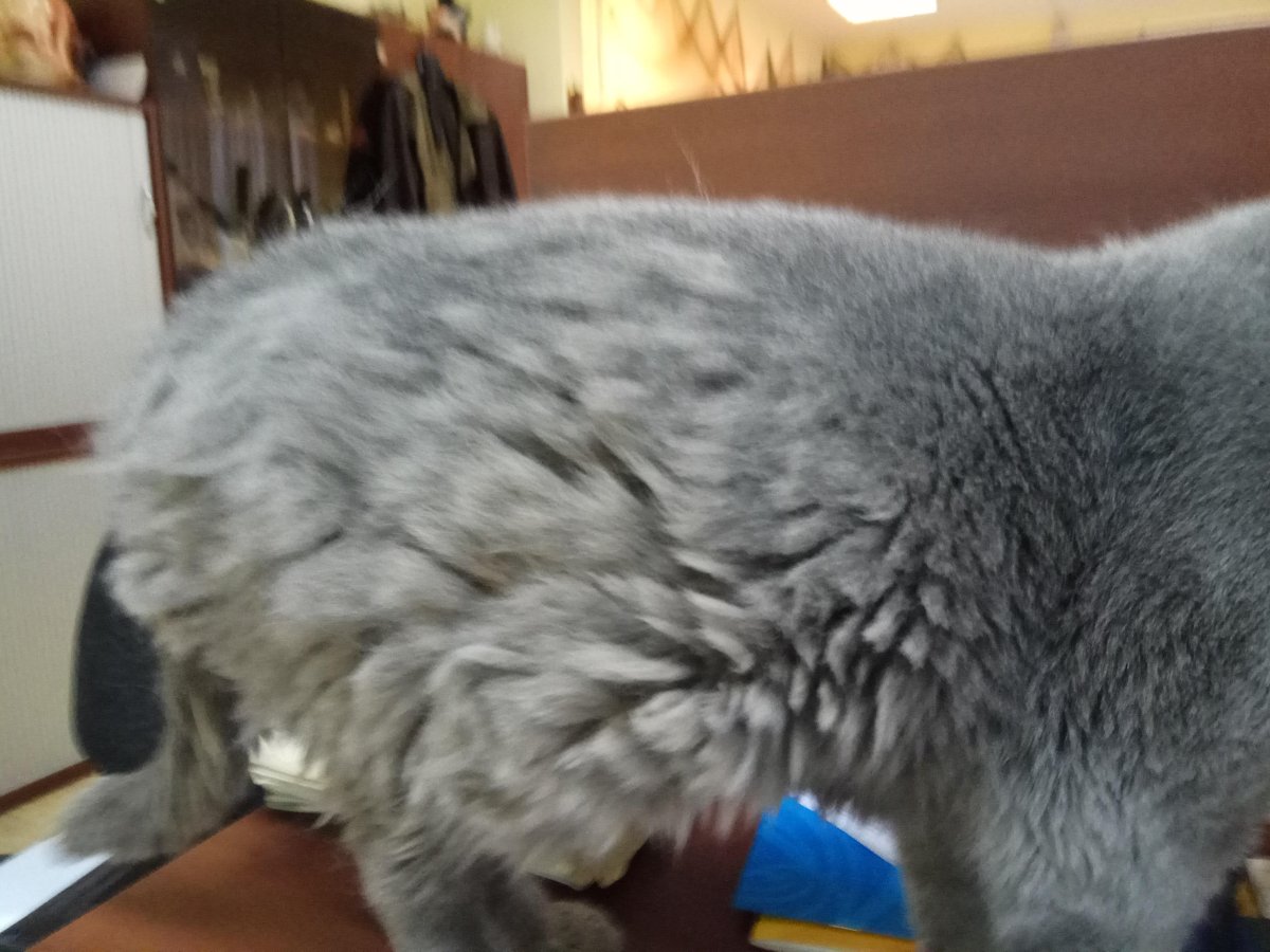 Шерсть британца