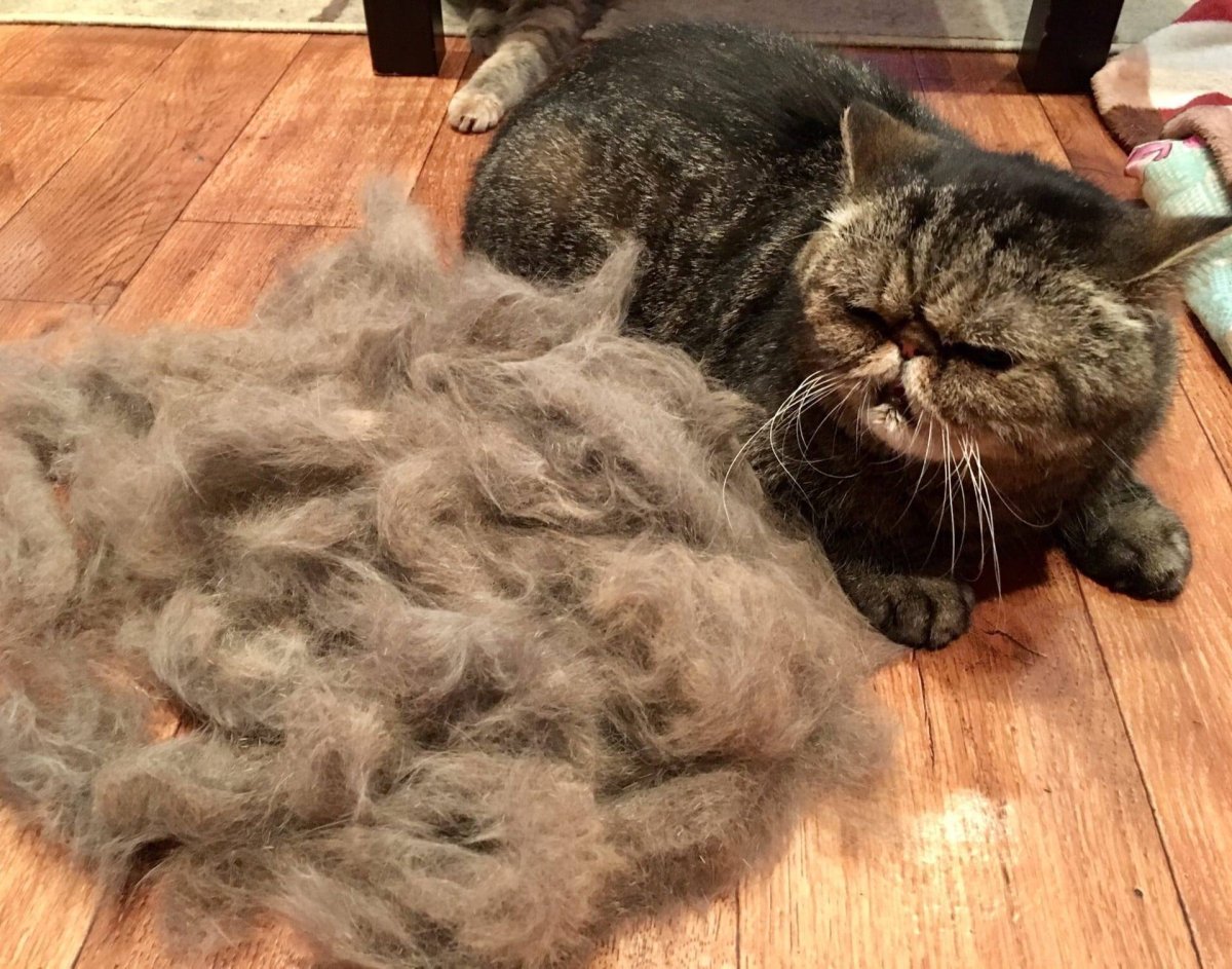 Коты с шерстью