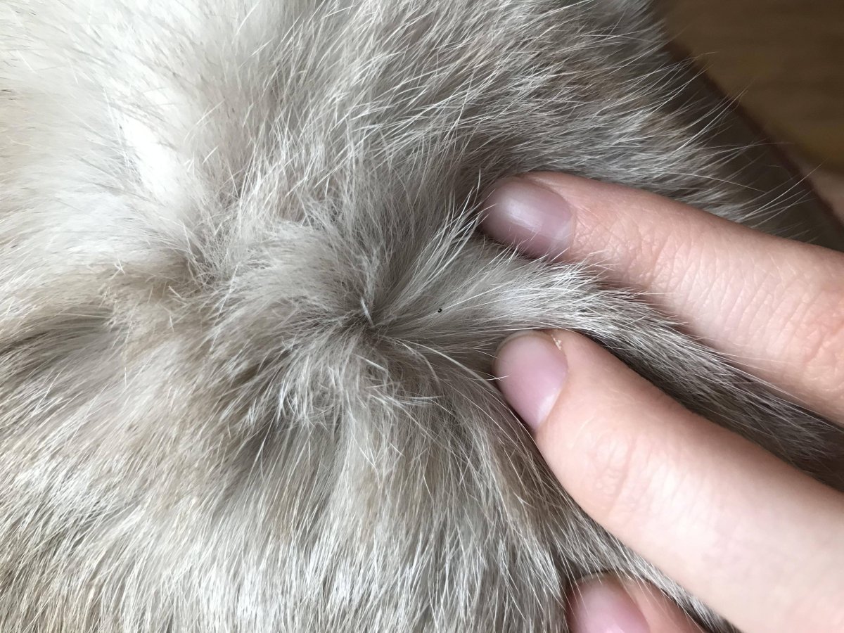 Кошки разных цветов