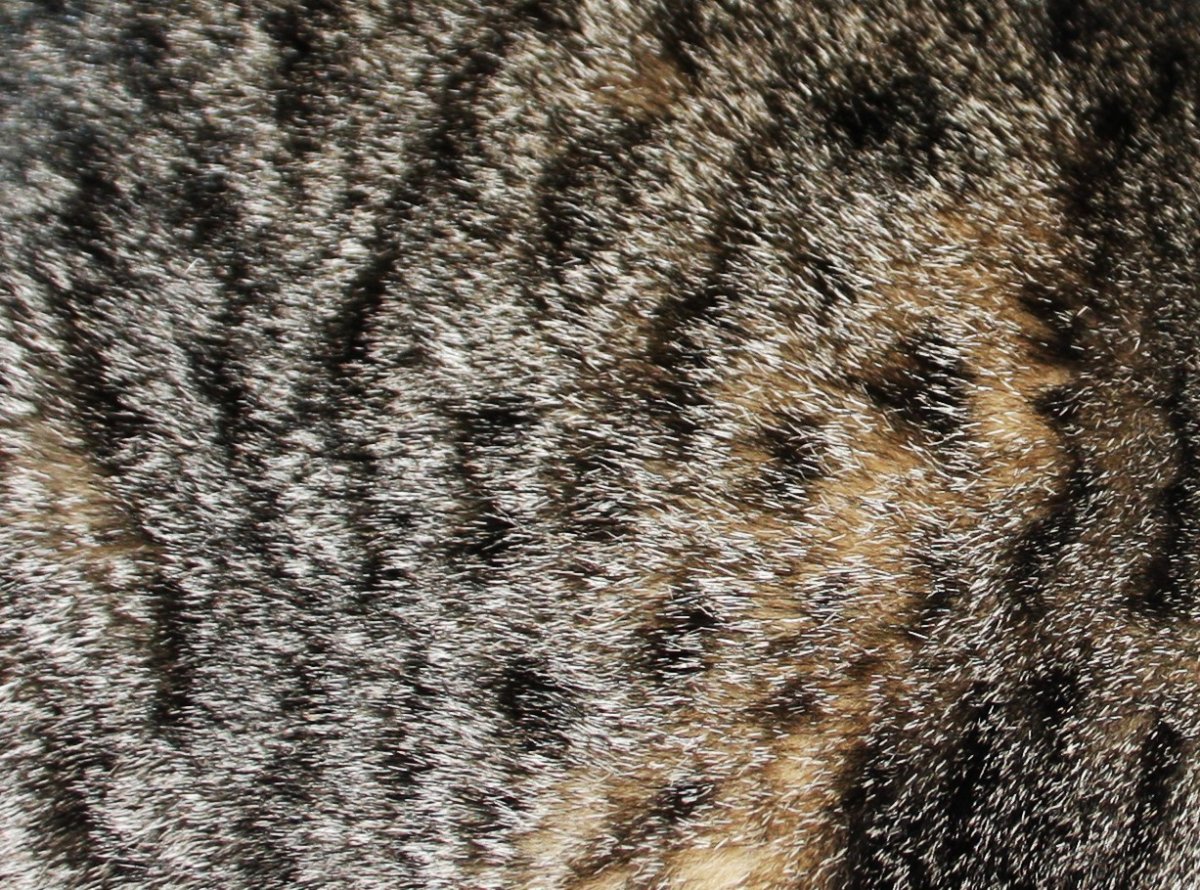 Селкирк рекс Альберт