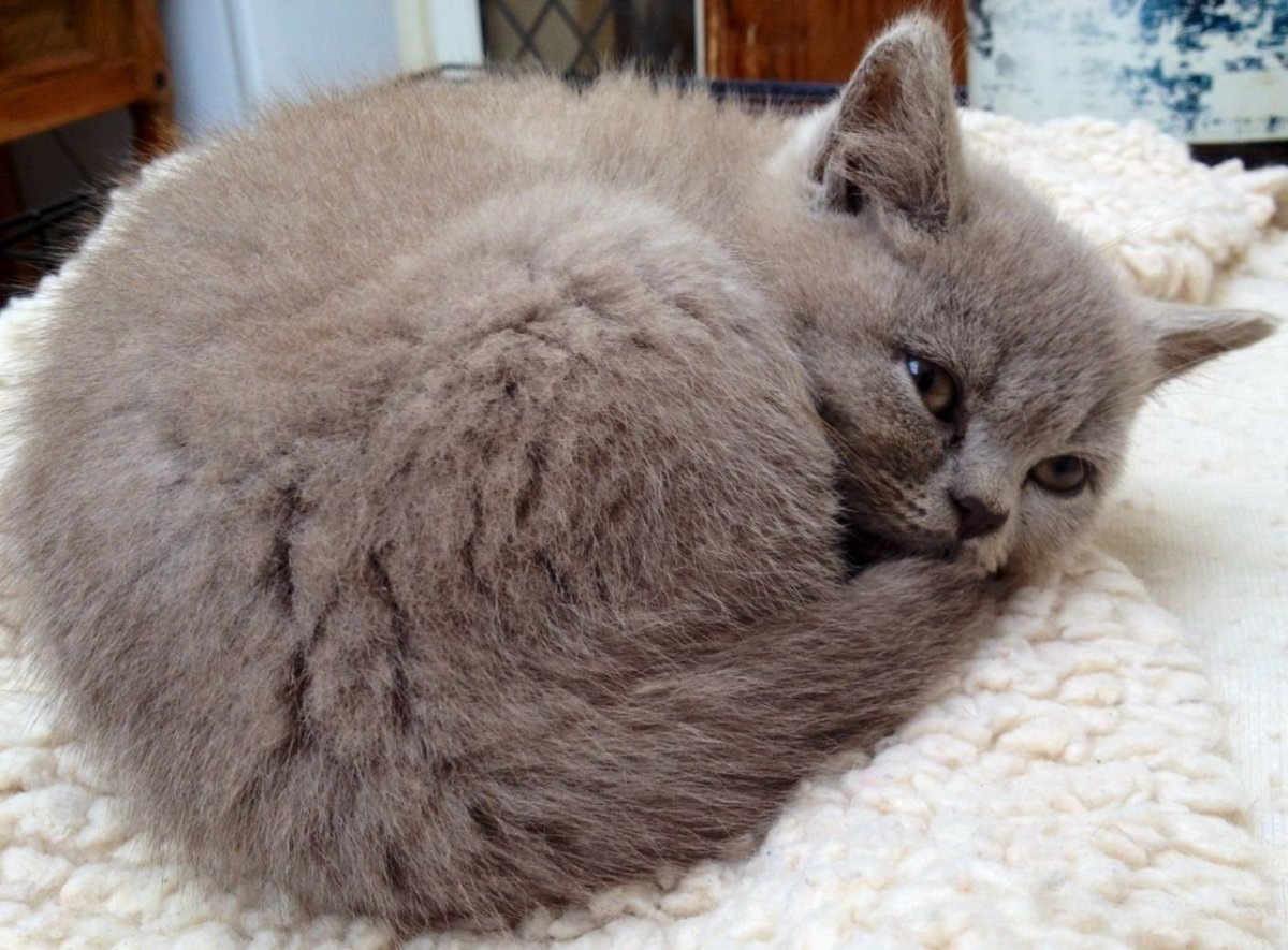 Породы кошки окрасы кошек