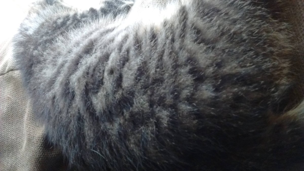 Красивая Кошачья шерсть