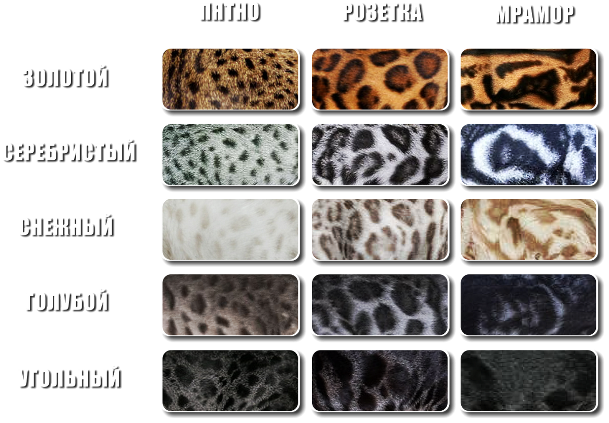 Окрасы бенгалов таблица