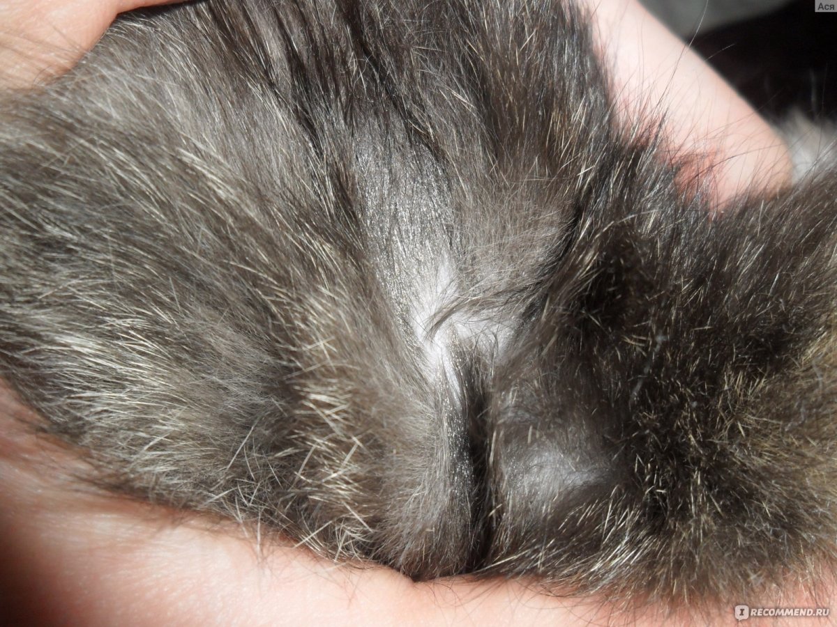 Бежевая шерсть кошки