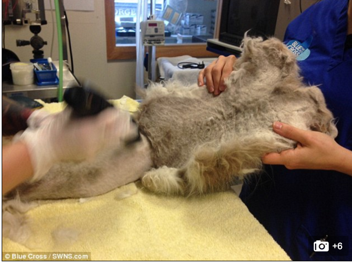 Селкирк рекс котята