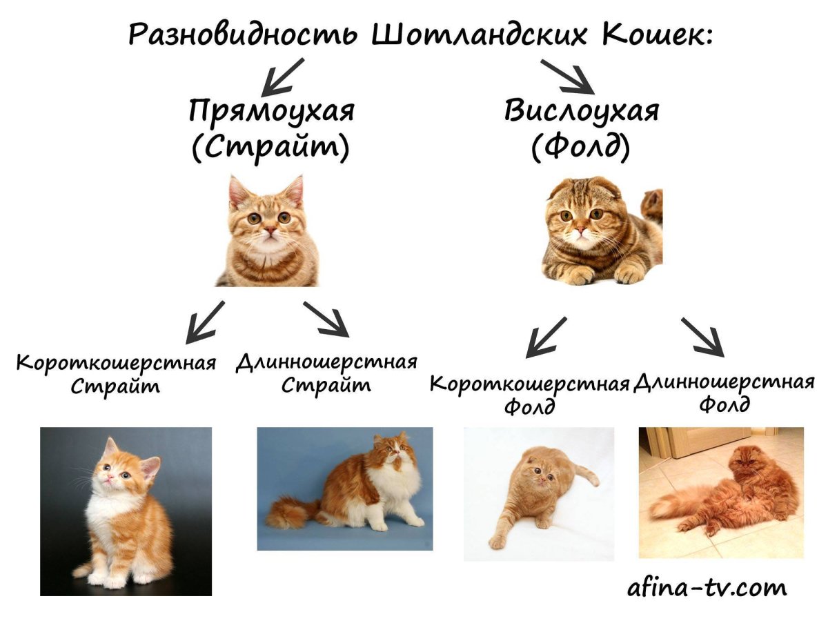 Классификация котов
