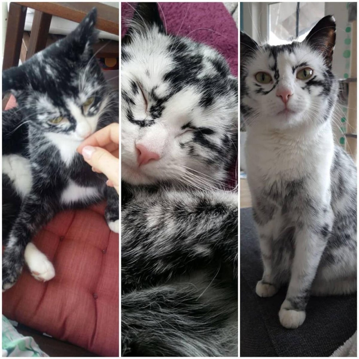 Кошка Элли с витилиго