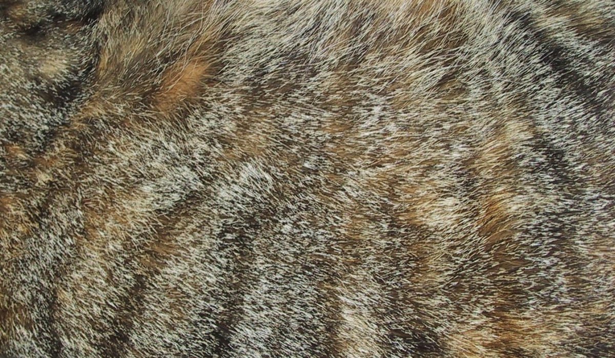 Мех кошки