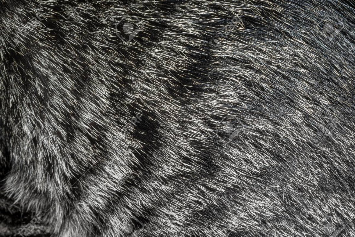 Серая шерсть кота