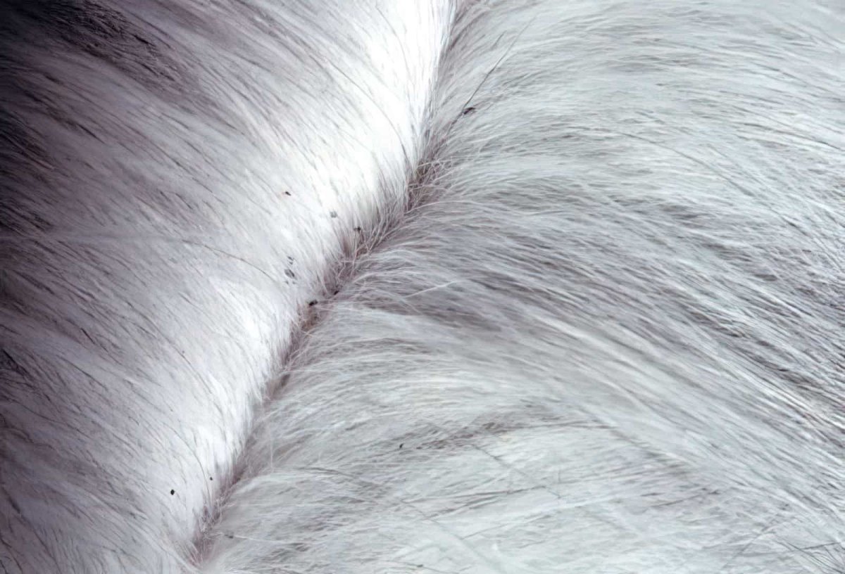У кота нет куска шерсти