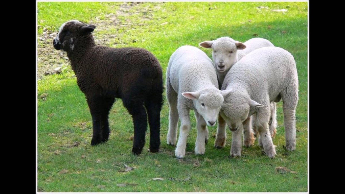 Валлийские черноносые овечки