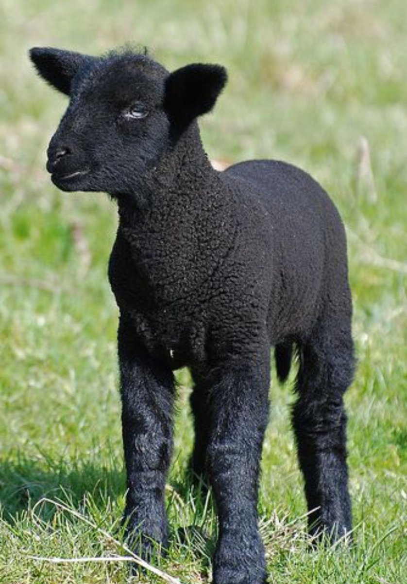 Черный ягненок